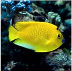 Apolemichthys Trimaculatus, Dieren en Toebehoren, Vissen | Aquariumvissen, Vis, Zoutwatervis