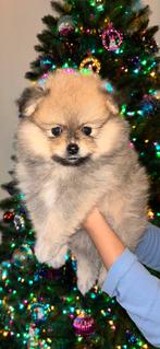 Pomeriaan/pomeranian type pups – huiselijk opgegroeid, Dieren en Toebehoren, Honden | Poolhonden, Keeshonden en Oertypen, Keeshond
