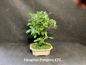 Japanse Bonsai buiten in diverse soorten en maten beschikbaar voor biedingen