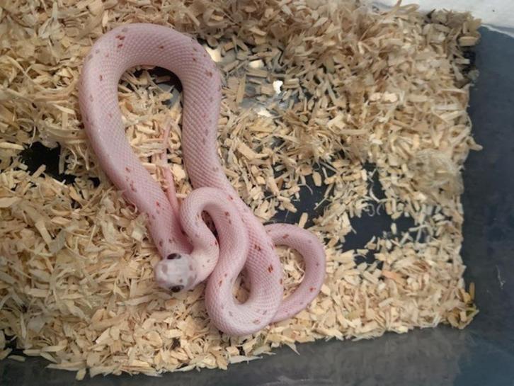 Te koop aangeboden zeer mooie collectie jonge slangen, Dieren en Toebehoren, Reptielen en Amfibieën | Toebehoren, Nieuw, Overige typen