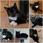 Gezocht ;  adoptie katten vd kittenmand, Poes, Gechipt