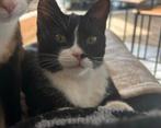 Lieve kater, Dieren en Toebehoren, Katten en Kittens | Overige Katten, Kater