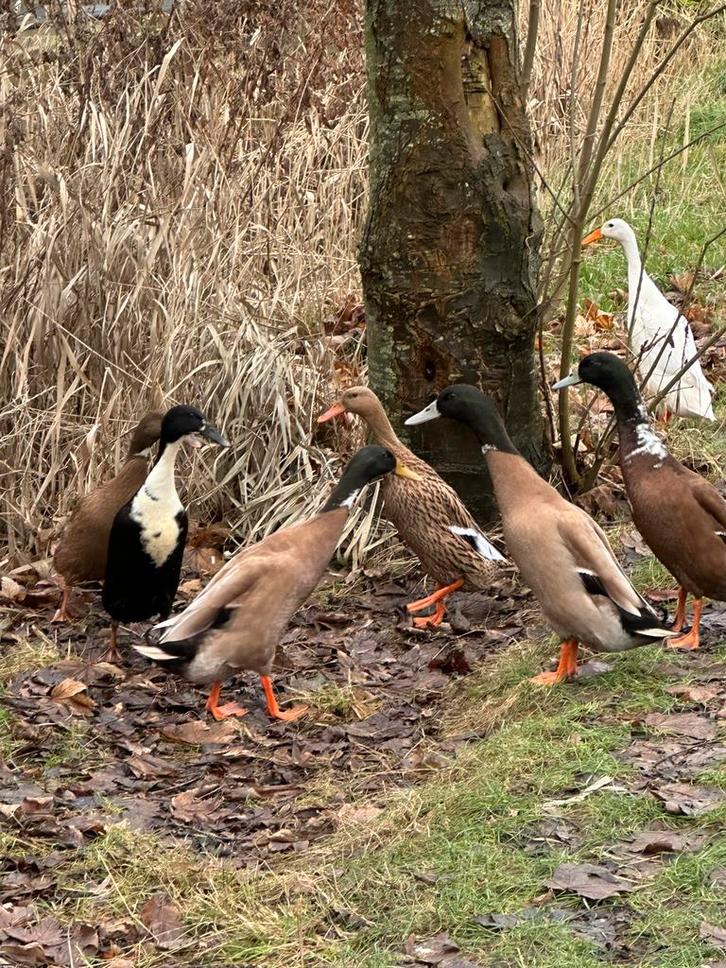 Twee loopeend woerden, Dieren en Toebehoren, Pluimvee, Eend, Mannelijk
