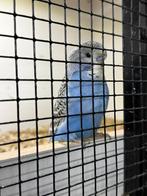 Engelse grasparkiet jong, Dieren en Toebehoren, Vogels | Parkieten en Papegaaien, Mannelijk, Parkiet