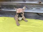 Franse Bulldog pups 2 reutjes te koop aangeboden, Particulier, Meerdere, Bulldog, 8 tot 15 weken