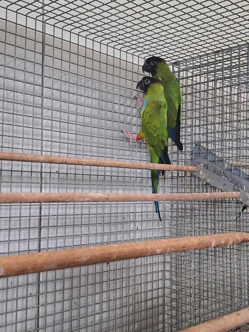 Koppel nandaya parkieten., Dieren en Toebehoren, Vogels | Parkieten en Papegaaien