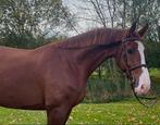 Bloedmooie 4-jarige Gelderse vos ruin, Dieren en Toebehoren, Paarden, Gechipt, Ruin, Dressuurpaard, Onbeleerd