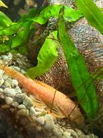 Albino ancictrus mannen, Dieren en Toebehoren, Vis