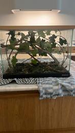 Bak met wandelende takken, Dieren en Toebehoren, Reptielen en Amfibieën | Toebehoren, Ophalen, Zo goed als nieuw