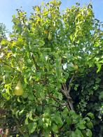 Conference perenboom 2,5 - 3 mtr, Tuin en Terras, Ophalen