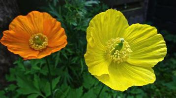 67/ zaad van Papaver Cambricum - Schijnpapaver - vaste plant