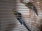 Koppel bleekkop rosella's, Dieren en Toebehoren, Vogels | Parkieten en Papegaaien, Meerdere dieren, Parkiet