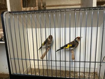 Kleine Putter (bloemputter) distelvink beschikbaar voor biedingen