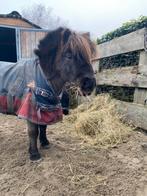 Verzorger gezocht/verzorgpony aangeboden, Dieren en Toebehoren, Ophalen
