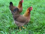 Jonge tamme Welsumer kippen groot gesekst en ingeënt, Dieren en Toebehoren, Pluimvee, Vrouwelijk, Kip