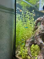 Aquarium plant, Ophalen of Verzenden, Plant(en), Steen of Hout