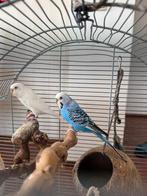 2 vogel lovebird, Dieren en Toebehoren, Vogels | Parkieten en Papegaaien, Vrouwelijk, Dwergpapegaai of Agapornis, Tam