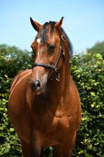 interessante fokmerrie van Rousseau te koop, Dieren en Toebehoren, Paarden, Merrie, Met stamboom, Dressuurpaard, L