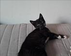kitten zoekt een nieuw huis, Dieren en Toebehoren, Katten en Kittens | Overige Katten, Kater, Kortharig, 0 tot 2 jaar