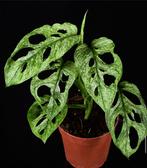 Monstera adonsonii european mint bladstek met groei, Huis en Inrichting, Kamerplanten, Ophalen of Verzenden, Halfschaduw, Minder dan 100 cm