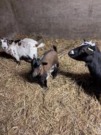 bokjes, Dieren en Toebehoren, Schapen, Geiten en Varkens, Mannelijk, Geit, 0 tot 2 jaar