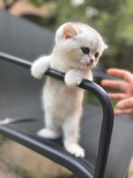 Kitten British korte haar zilver, Dieren en Toebehoren, Katten en Kittens | Raskatten | Korthaar, Poes, 0 tot 2 jaar