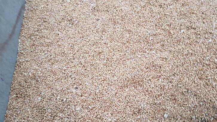 Tarwe, Dieren en Toebehoren, Dierenvoeding, Overige soorten, Ophalen