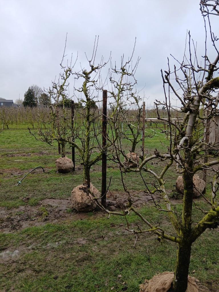 Oude Perenbomen - nog 12 stuks beschikbaar, Tuin en Terras, Planten | Bomen, Ophalen of Verzenden, Overige soorten, 100 tot 250 cm
