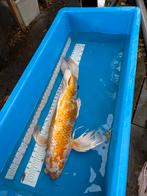 75 cm vlinder koi, Dieren en Toebehoren, Vissen | Vijvervissen, Karper of Koi