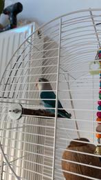 Dwergpapegaai ZONDER kooi, Dieren en Toebehoren, Mannelijk, Dwergpapegaai of Agapornis, Tam