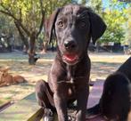 Phuket, een vrolijke wervelwind met een groot hart, Particulier, Rabiës (hondsdolheid), Reu, 8 tot 15 weken