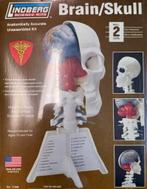 Coelianmodels, Lindbergh 71306, Menselijk Brein, € 23,99, Ophalen of Verzenden, Nieuw, Groter dan 1:32