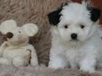 BEELDSCHONE PUPPY’S - Kruising Shih Tzu & Dwerg Schnauzer, Dieren en Toebehoren, Honden | Niet-rashonden, Rabiës (hondsdolheid)