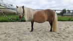 Superlieve mini pony merrie – 89 cm klein & 100% charme, Dieren en Toebehoren, Pony's, Merrie, A pony (tot 1.17m), Gechipt