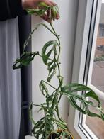 monstera adansonii indonesian marble groot, Huis en Inrichting, Kamerplanten, Ophalen of Verzenden, Overige soorten