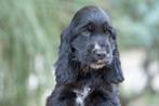 Raszuivere engelse cocker spaniel teefje, Dieren en Toebehoren, 8 tot 15 weken, Teef, Eén hond, Spaniël