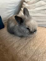 Baby dwerg konijntje, Dieren en Toebehoren, Konijnen, Geslacht onbekend, Dwerg