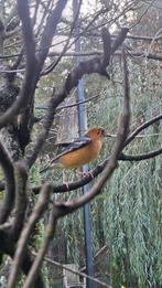 Damalijster dama lijster damalijsters, Dieren en Toebehoren, Mannelijk, Tropenvogel, Geringd