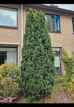 GRATIS Conifeer taxus, Tuin en Terras, Planten | Bomen, Ophalen, Bloeit niet, Halfschaduw, Overige soorten
