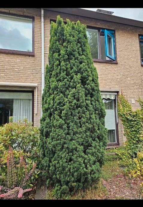 GRATIS Conifeer taxus, Tuin en Terras, Planten | Bomen, Overige soorten, Halfschaduw, Bloeit niet, Ophalen