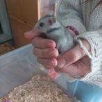 Nog 2 Baby Goud Hamsters, Dieren en Toebehoren, Hamster, Juli, Meerdere dieren, Tam