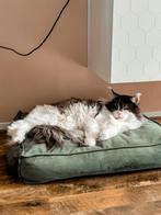 Hondenkussen Designed by Lotte groen (zonder kat ;) ), Dieren en Toebehoren, Kattenmanden, Ophalen, Gebruikt