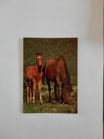 paard paarden kaart Poppverlag, Ophalen, 1980 tot heden, Ongelopen, Paard