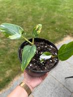 White princess in potje, Ophalen of Verzenden, Overige soorten, Minder dan 100 cm