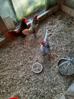 3 sebright hanen, Dieren en Toebehoren, Pluimvee, Mannelijk, Kip
