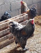 Brahma hanen te koop, Dieren en Toebehoren, Pluimvee, Mannelijk, Kip