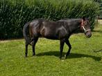Western paard Apha, Dieren en Toebehoren, Paarden, Minder dan 160 cm, Gechipt, 0 tot 2 jaar, Hengst