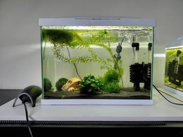 Zgan superfish start 50. Inclusief 40 neocaridina blue jelly beschikbaar voor biedingen