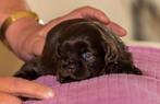 Raszuivere Shih tzu pups, Dieren en Toebehoren, Honden | Chihuahua's en Gezelschapshonden, CDV (hondenziekte), Particulier, Meerdere