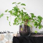 Pelargonium Radens citroengeranium stekjes / stekken! 🌿, Huis en Inrichting, Kamerplanten, Overige soorten, Minder dan 100 cm